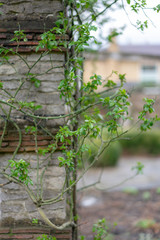 young plants in a greenhouse