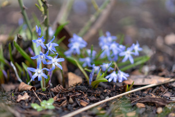 white flowers in garden