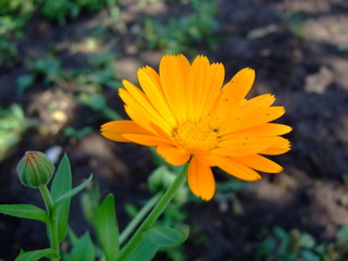 Beautiful summer flowers. Bright sunny day. Summer. Bright colours. Lots of sun.