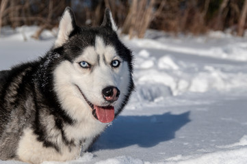 Husky dog in winter forest. Siberian husky with blue eyes in snow.