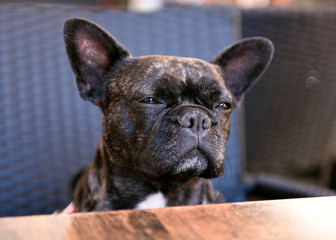 Bouledogue français bringé