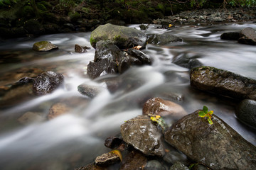 Naklejka na ściany i meble Clear stream water cascades over rocks while flowing down a woodland creek stream. Fallen leaves on rocks.