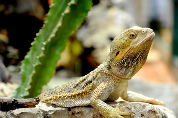 Lizard on a rock this horned toad is blending in to the environment with clever camouflage. 