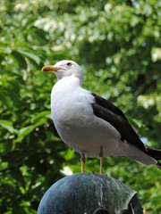 seagull on the monument