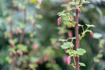 branch of tree in spring