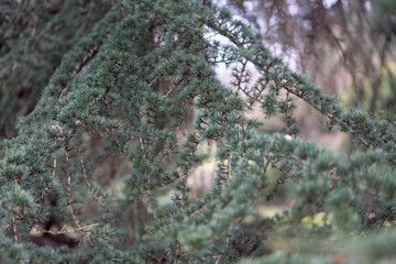 green moss on a tree