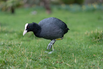 bird on the grass