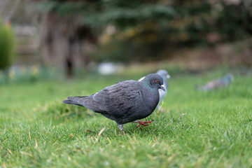 pigeon on green grass