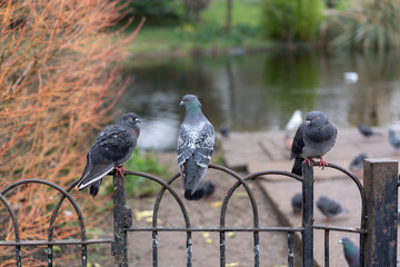 pigeon on a wire