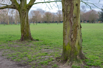 trees in the park