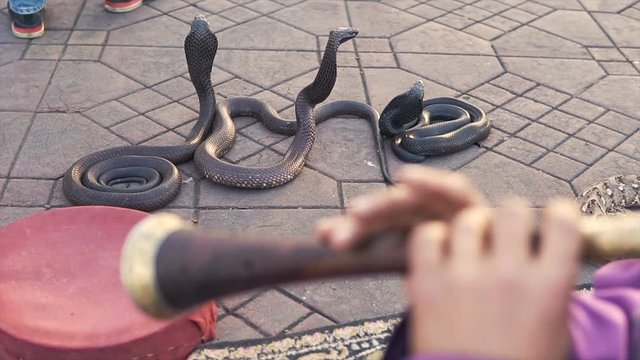 Cobra Enchanting. Snake being charmed by music played by man at street of Marrakech, Morocco