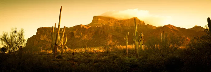 Foto auf Acrylglas Ein Saguaro-Kaktus in der Wüstenlandschaft des amerikanischen Südwestens. © Jason Yoder
