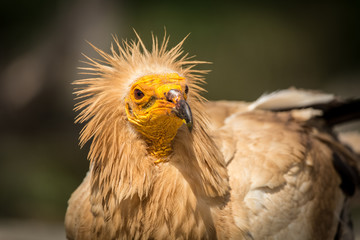 Detailed portrait of a wild Egyptian vulture with green background