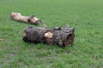 stump on grass