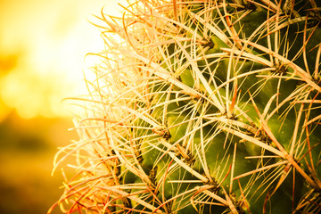 A detail of the needles of a barrel cactus with sunlight passing through the needles and a blurred colorful sky background suitable as copy space.