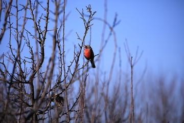 bird on branch