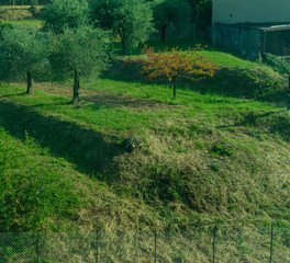 Italy,La Spezia to Kasltelruth train, a close up of a lush green field