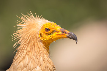 Detailed portrait of a wild Egyptian vulture with green background