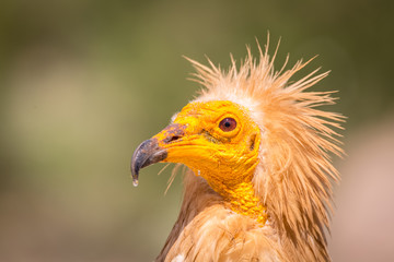 Detailed portrait of Egyptian vulture with green background
