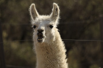 portrait of a lama © PabloOmar