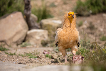 Portrait of a wild Egyptian vulture on the ground with green background