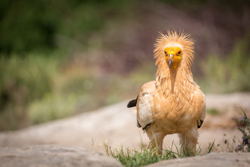 Portrait of a wild Egyptian vulture on the ground with green background