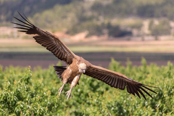 Griffon vulture landing