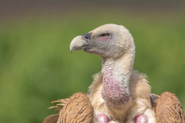 Portrait of a Griffon vulture with green background