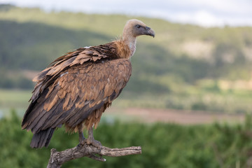 Portrait of a Griffon vulture with green background