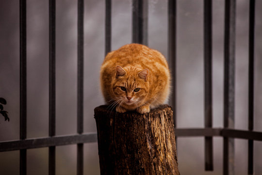 Tra tutti gli animali il gatto &egrave; l&rsquo;unico che riesca a vivere nella contemplazione. Egli osserva la ruota dell&rsquo;esistenza dall&rsquo;esterno. 
