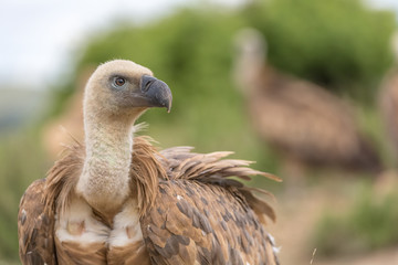 Portrait of a Griffon vulture with green background
