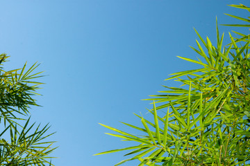 The green bamboo leaves have a sharp number of characteristics around the edges. The edges are framed amidst the blue background.