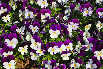 White-Purple Pansy