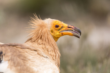 Detailed portrait of a wild Egyptian vulture with green background