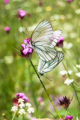 A love couple butterflies on a sunny summer meadow