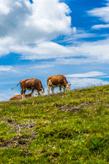 Alpe di Siusi, Seiser Alm with Sassolungo Langkofel Dolomite, a group of cattle grazing on a lush green field