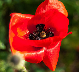 A bright scarlet poppy flower macro