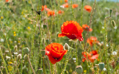 A bright summer meadow with fresh grass and scarlet  poppy flowers