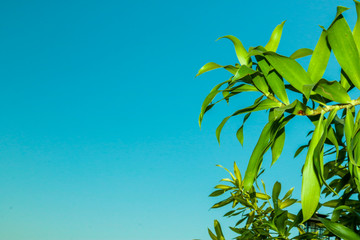 green leaves and blue sky