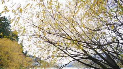 Queenstown landscape