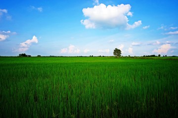 Green Paddy Rice Field with Cloudy Blue Sky in Countryside of Thailand