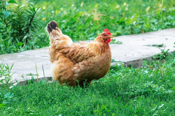 Brown chicken in the garden of the farm. Growing of poultry_