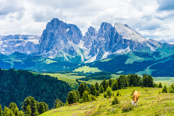 Fototapeta na wymiar Alpe di Siusi, Seiser Alm with Sassolungo Langkofel Dolomite, a large green field with a mountain in the background