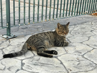 Tabby cat on the pier. street animals