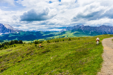 Fototapeta premium Italy, Alpe di Siusi, Seiser Alm with Sassolungo Langkofel Dolomite, a herd of cattle standing on top of a grass covered field