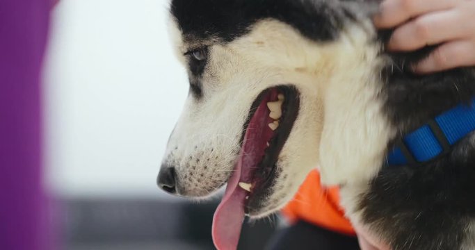 Close up of veterinarian inputting liquid medicine