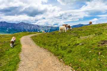 Alpe di Siusi, Seiser Alm with Sassolungo Langkofel Dolomite, a herd of cattle standing on top of a grass covered field
