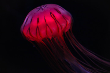 beautiful vibrant red jelly fish