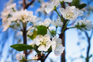 Obraz premium Spring cherry blossom in sunny day