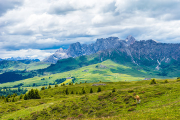 Alpe di Siusi, Seiser Alm with Sassolungo Langkofel Dolomite, a large green field with a mountain in the background